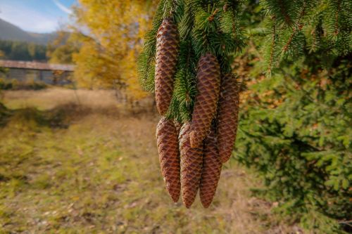 cones spruce coniferous