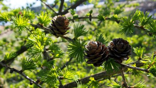 cones larch tree