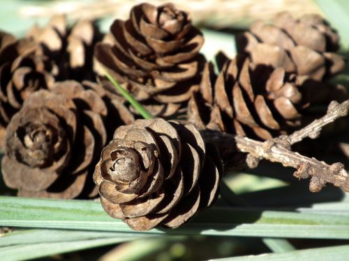 cones brown forest