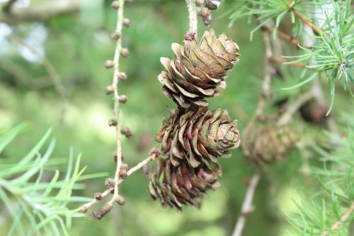 cones larch nature