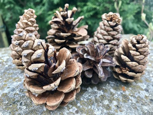 cones  forest  nature