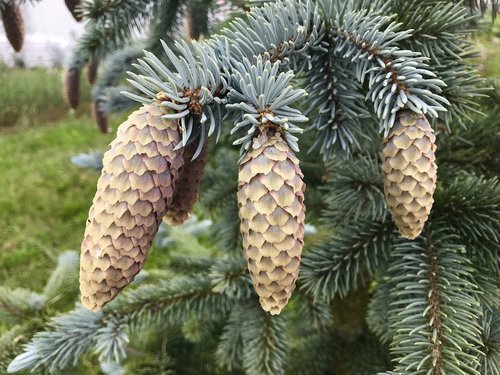 cones  jedlička  fir