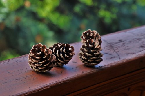 cones  spruce cones  seasons of the year