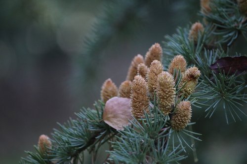 cones  fir  tree