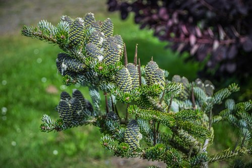 cones  conifer  branch