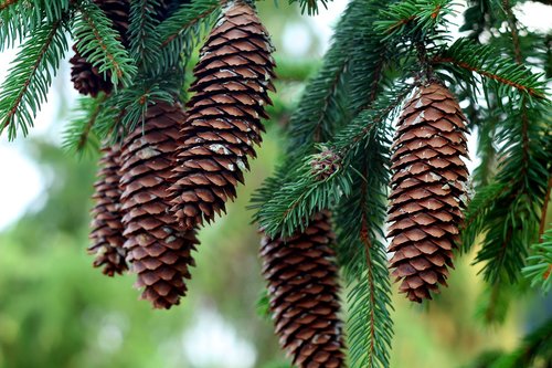 cones  needle rollers  christmas tree