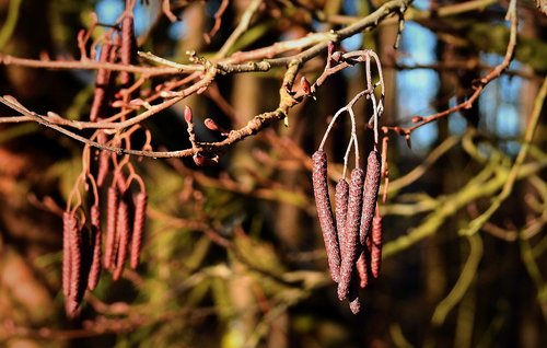 cones  forest  tree