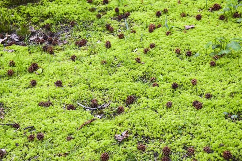 cones  moss  swamp