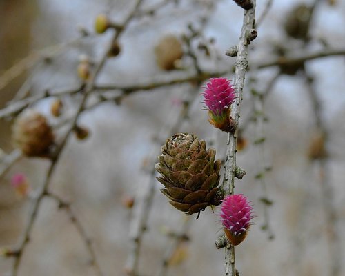 cones  spring  flowering