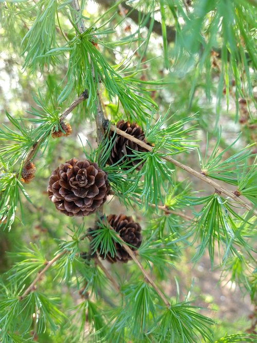 cones  pine  spring