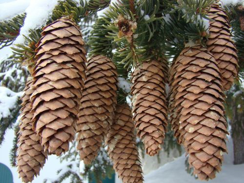 cones evergreens winter
