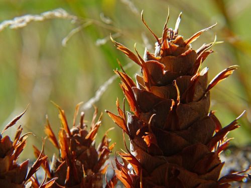 cones pine tree