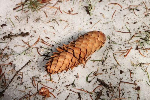cones frozen snow