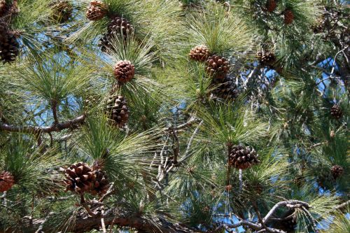 Cones On A Pine Tree