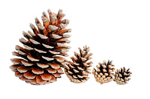 Cones On White Background