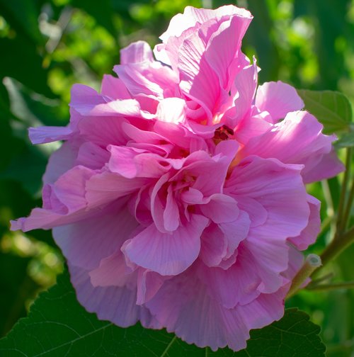 confederate  rose  pink