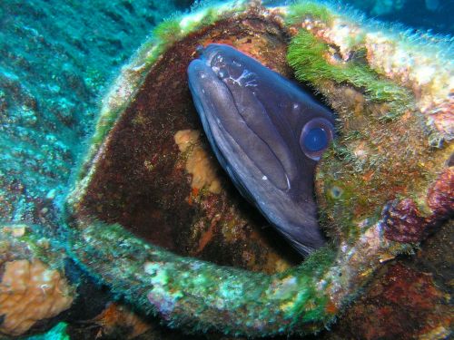 congeraal diving underwater