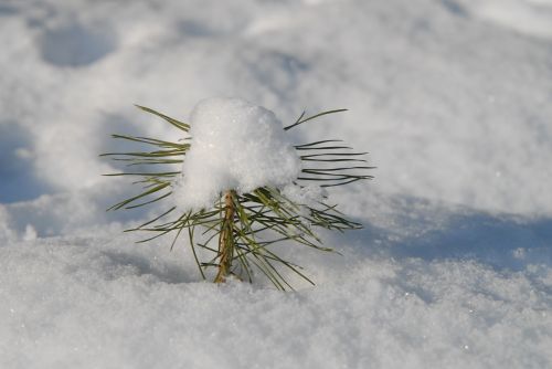 conifer scion winter