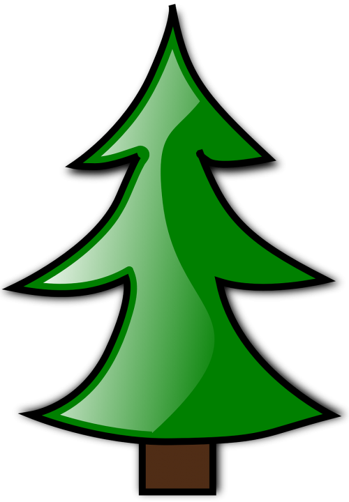 conifer evergreen fir tree