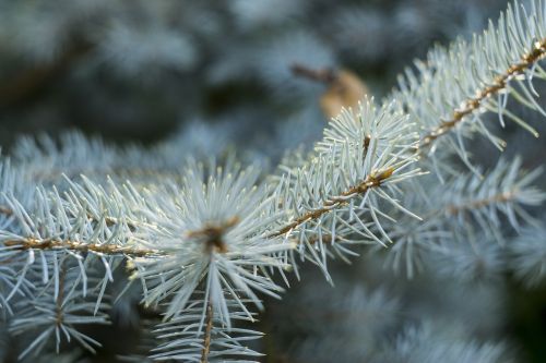 conifer flora pine
