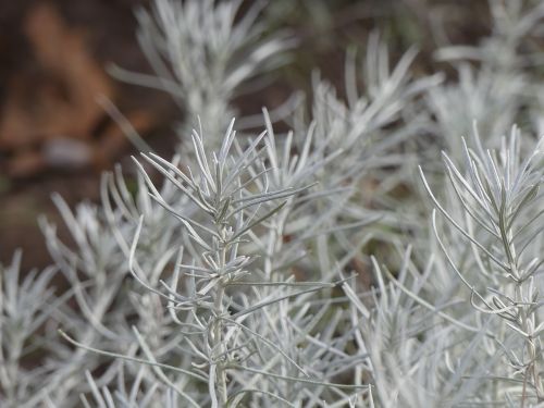 conifer silver plant