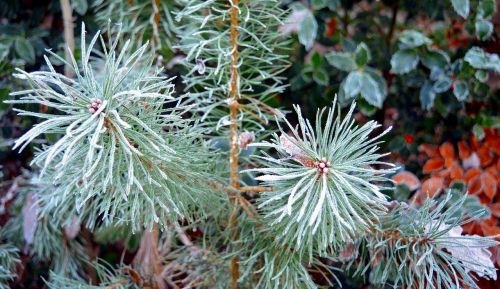 conifer pine nature