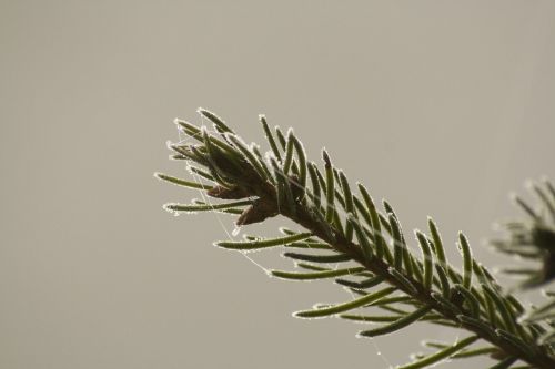 conifer ripe ice