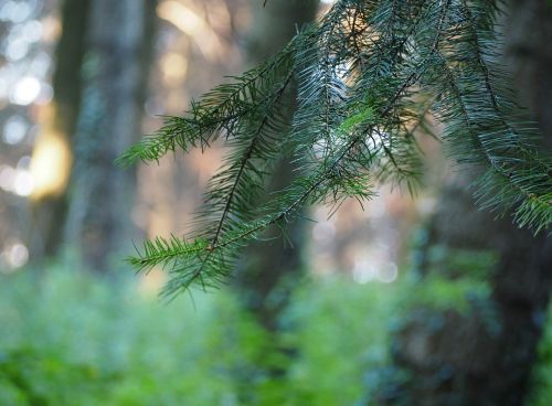 conifer forest tree