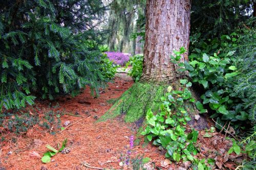 conifer pine tree tree