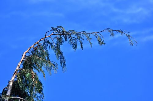 conifer pine tree fir