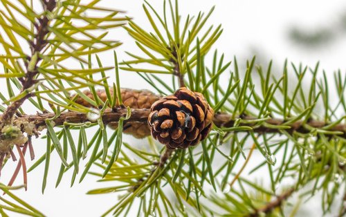 conifer  fir  pine