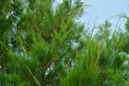 conifer  cypress  pine
