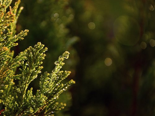 conifer  dewdrop  water