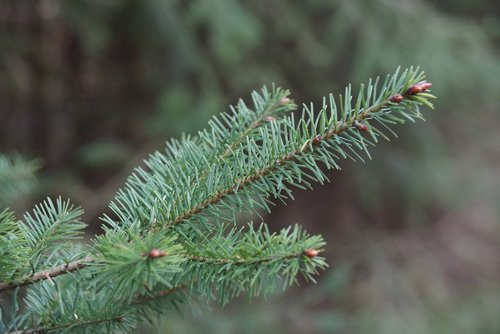 conifer  spruce  tree