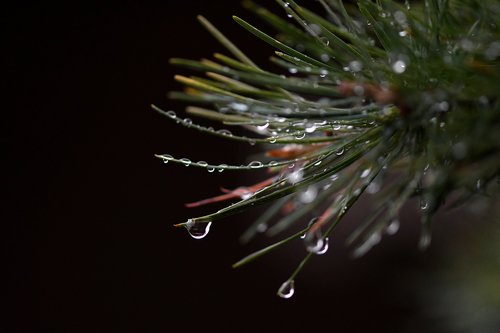 conifer  raindrop  drop of water