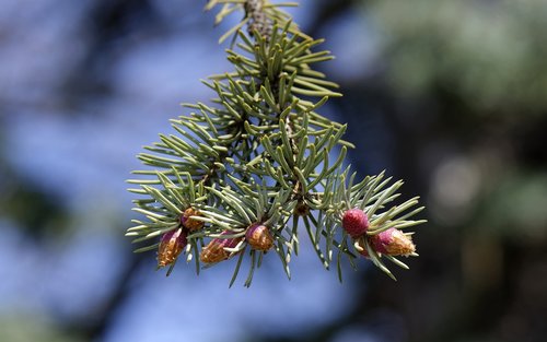 conifer  cones  blooming