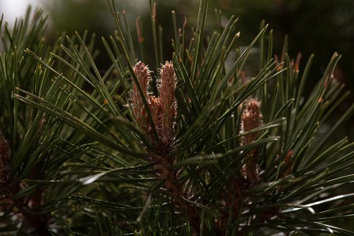 conifer  needles  nature