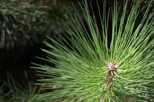 conifer plants foliage