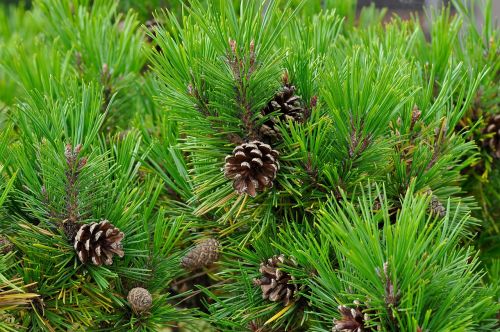 conifer pine pine cones