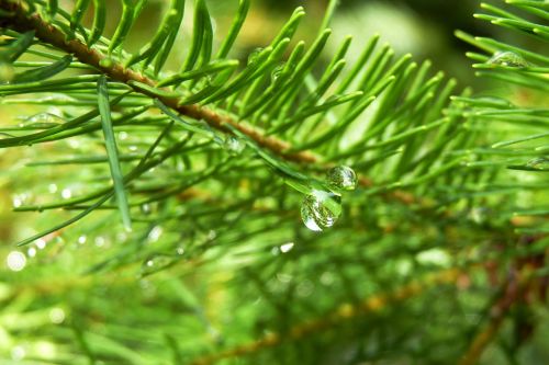 conifer branch drop of water