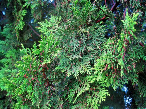 Conifer Branches