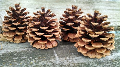 conifer cone pine cone cone
