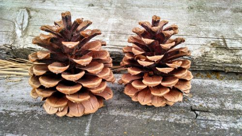 conifer cone pine cone cone