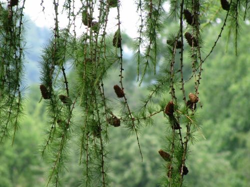 Conifer Pine Cones