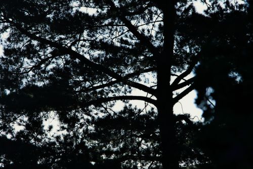 Conifer Tree Silhouette