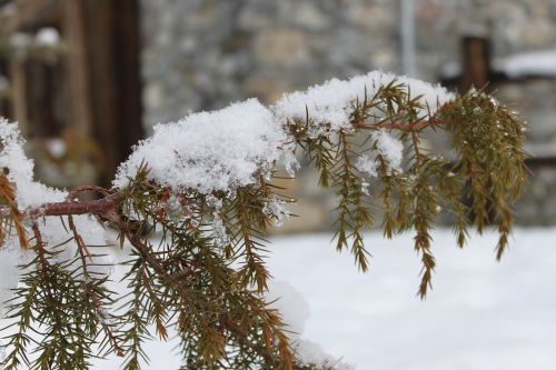 coniferous tree snow