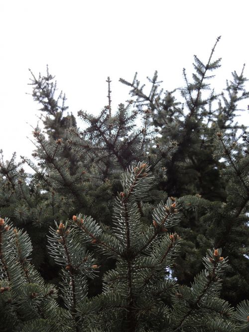 coniferous nature trees