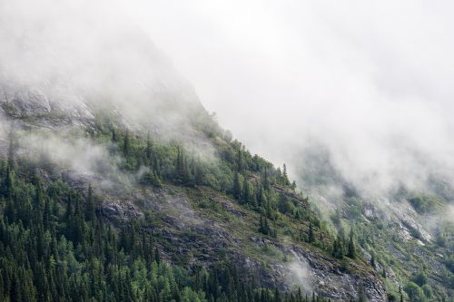 conifers fir trees fog