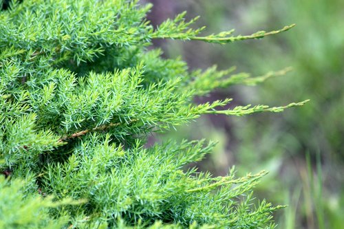 conifers  nature  plant