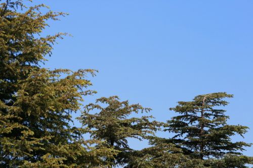 Conifers Against The Sky